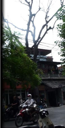 Công ty cây xanh để “bẫy chết người” lơ lửng trên đầu người dân